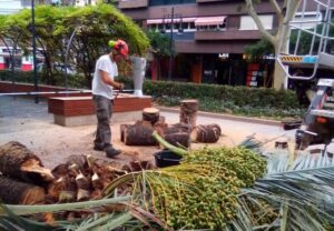 Poda palmeras avenida Fernando El Católico